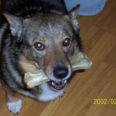 Västgötaspids Asterix