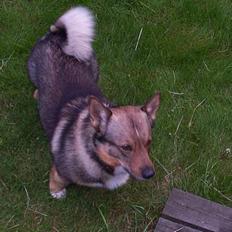 Västgötaspids Asterix