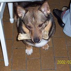 Västgötaspids Asterix