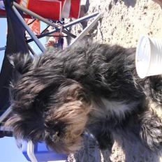 Blanding af racer Milou