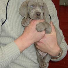 Weimaraner Frk. Smilla 2005 - død