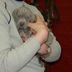 Weimaraner Frk. Smilla 2005 - død