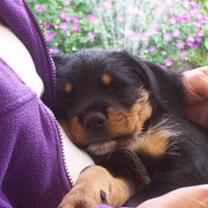 Blanding af racer Tacco (RIP 23-04-12) :( 