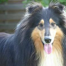 Collie langhåret Rollington Fidusen (Keiko)