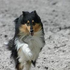 Collie langhåret Rollington Fidusen (Keiko)