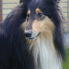 Collie langhåret Rollington Fidusen (Keiko)