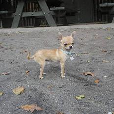 Chihuahua Umberto *4/1-05 - 7/3-06*