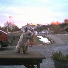 Cairn terrier Bølle