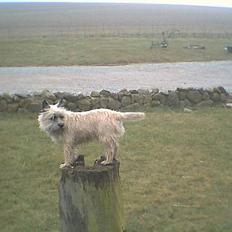 Cairn terrier Bølle