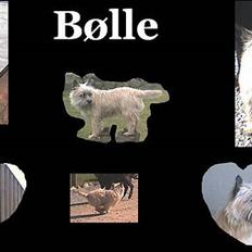 Cairn terrier Bølle