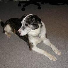 Blanding af racer Don