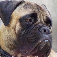 Bullmastiff ~OZZY~ Lækkerdrengen!    