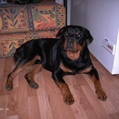Rottweiler Kato