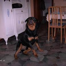 Rottweiler Kato