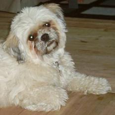 Lhasa apso Ozzy