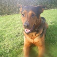 Blanding af racer (Rottweiler) Bølle