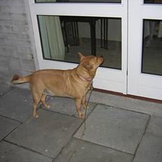 Blanding af racer * Mille *