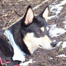 Finsk hyrdehund Disco