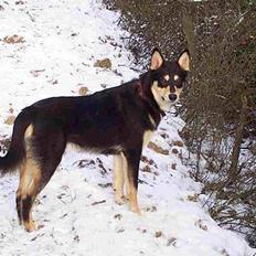 Finsk hyrdehund Disco