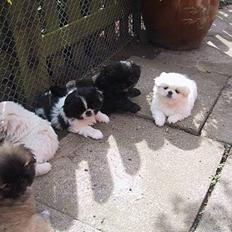 Pekingeser Thues Aicha