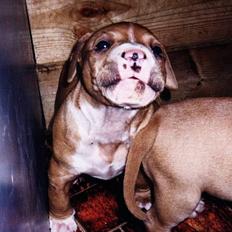 Amerikansk staffordshire terrier Chika's Lille Lemmy