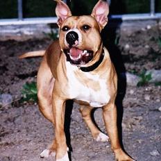 Amerikansk staffordshire terrier Chika's Lille Lemmy