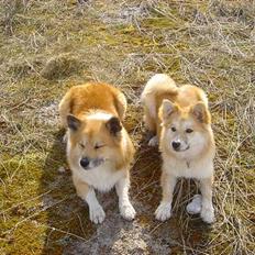 Islandsk fårehund Arco