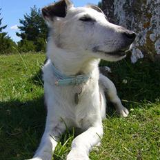 Glathåret foxterrier Hobbi 