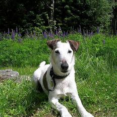 Glathåret foxterrier Hobbi 