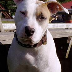 Amerikansk staffordshire terrier Frieda