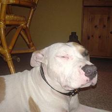 Amerikansk staffordshire terrier Frieda