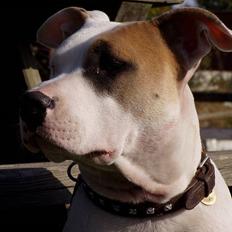 Amerikansk staffordshire terrier Frieda