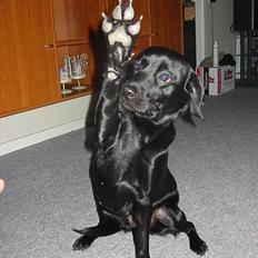 Labrador retriever Berta