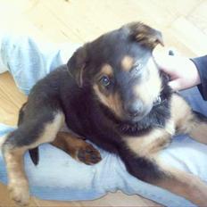 Blanding af racer Samsong