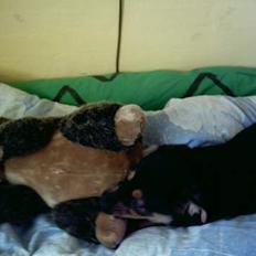 Blanding af racer Samsong