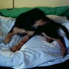 Blanding af racer Samsong