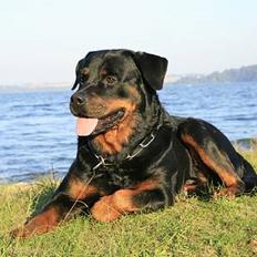 Rottweiler Asan R.I.P.