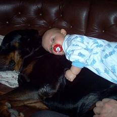 Rottweiler Asan R.I.P.