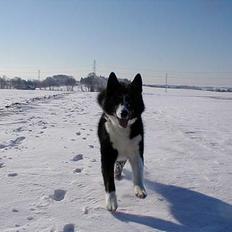 Karelsk bjørnehund Kisjo
