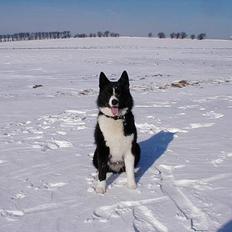 Karelsk bjørnehund Kisjo