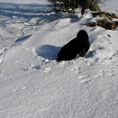 Karelsk bjørnehund Kisjo