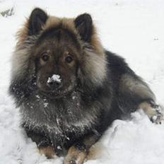 Eurasier Basco