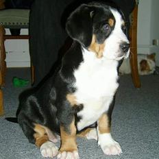 Grosser schweizer sennenhund Bella