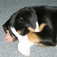 Grosser schweizer sennenhund Bella