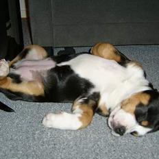 Grosser schweizer sennenhund Bella