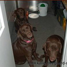 Labrador retriever Farine
