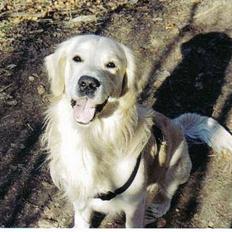 Golden retriever Valde
