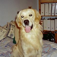 Golden retriever Valde