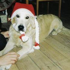 Golden retriever Valde