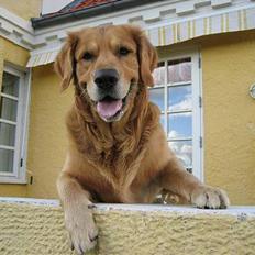 Golden retriever Balder